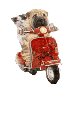 scooter - Бесплатный анимированный гифка