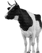 vaca gif dubravka4 - Besplatni animirani GIF