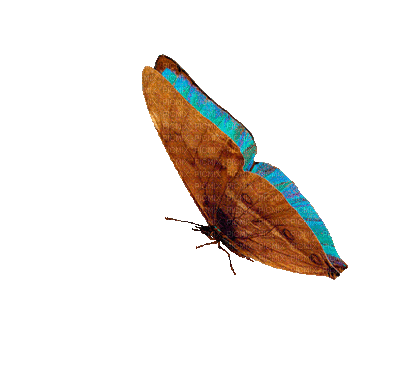 motýl - Free animated GIF