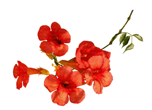 Fleurs.Red flowers.Tropical.Victoriabea - PNG gratuit