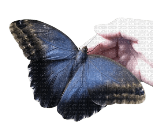hand with butterfly - PNG gratuit