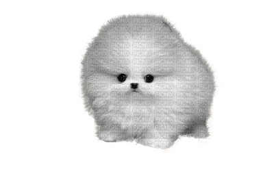 White Pomeranian Dog Puppy Chien - безплатен png