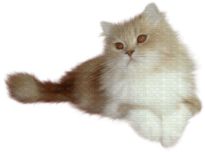patymirabelle chat - фрее пнг