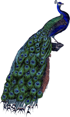 Kaz_Creations Peacock - Free PNG