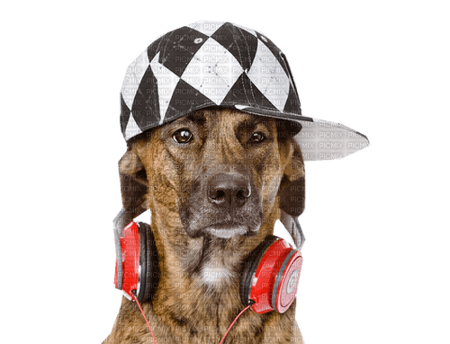 animal musique - PNG gratuit