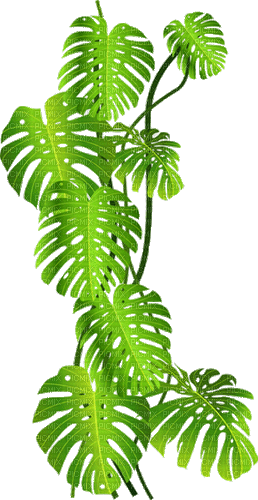 tropical milla1959 - GIF animado grátis