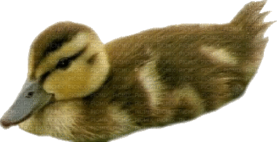 canard - Gratis geanimeerde GIF