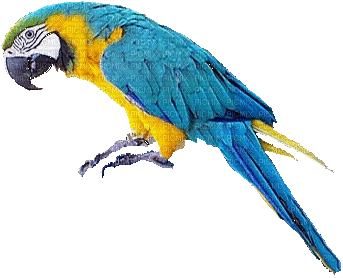 patymirabelle oiseau perroquet - GIF animado grátis