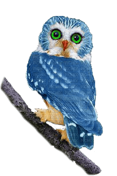 owl katrin - zadarmo png