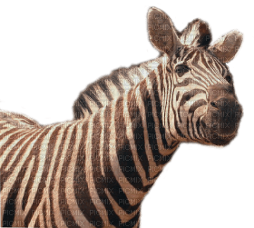 Kaz_Creations Zebra - darmowe png