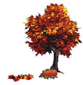 fall tree leaves gif - GIF animado grátis