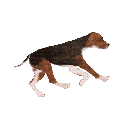 dog gif - Free animated GIF