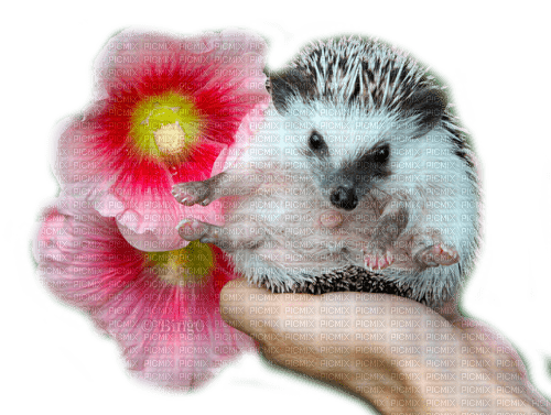 Y.A.M._Animals hedgehog - фрее пнг