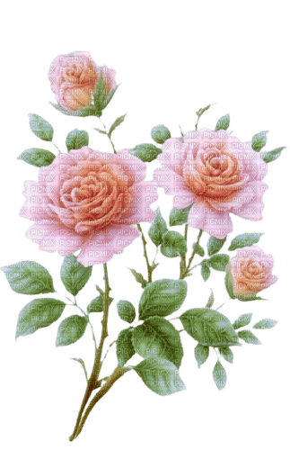 vintage roses - zdarma png