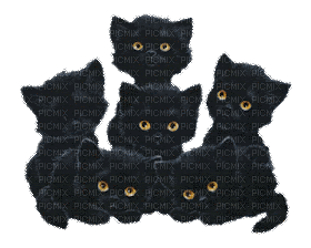 black cats - GIF animado gratis