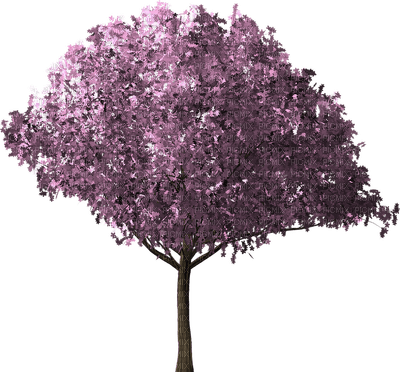 cheery-blossom-tree- - nemokama png