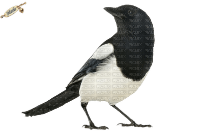oiseaux - Free PNG