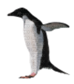Kaz_Creations  Penguin - ücretsiz png