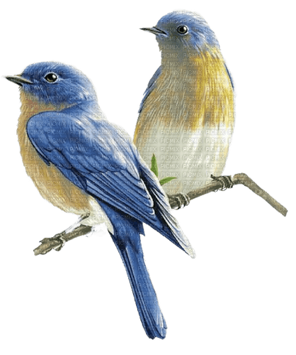 Vögel, Birds - png gratuito