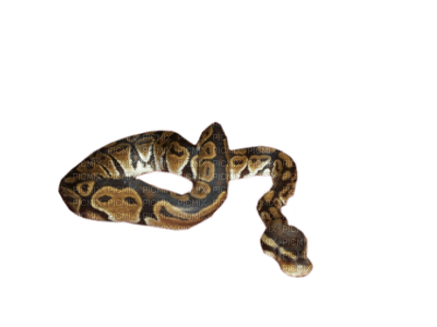 Kaz_Creations Snakes Snake - PNG gratuit