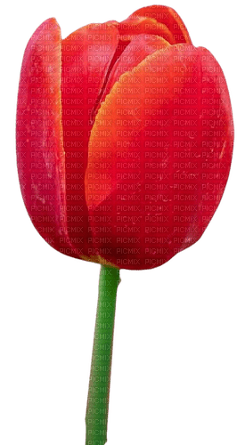 Tulipano rosso - png gratuito