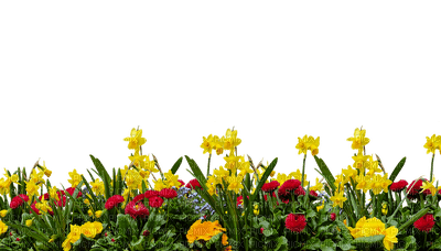 kukka, flower, fleur - безплатен png