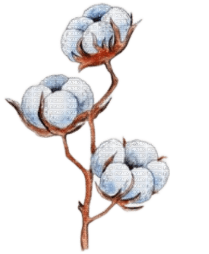 cotton flowers watercolor Bb2 - zadarmo png