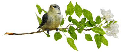 minou-bird branch - png ฟรี