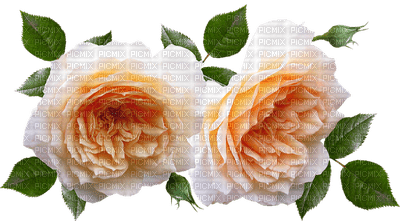 kukka flower fleur rose - zadarmo png