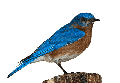 Kaz_Creations Birds Bird - png grátis