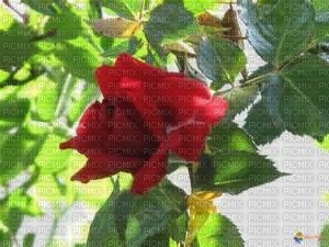rose - PNG gratuit