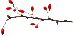 branch - 免费PNG