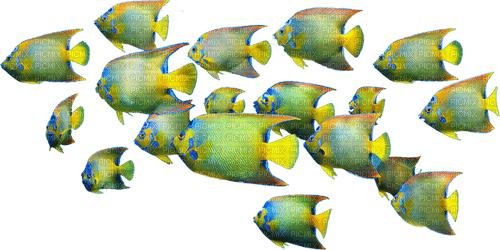 Fish-RM - PNG gratuit