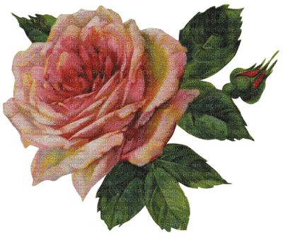Flowers pink rose bp - nemokama png