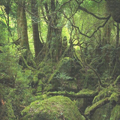 Forest Background - zadarmo png