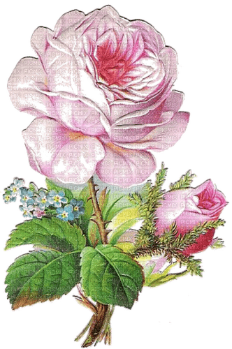 Rosa Rose, Vintage - PNG gratuit