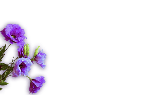 blommor-lila----flowers-purple - png grátis