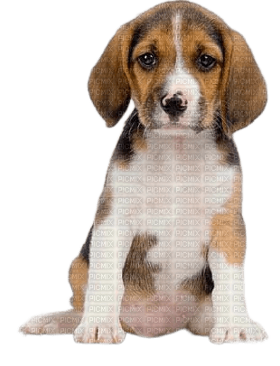 Chiot - Free PNG
