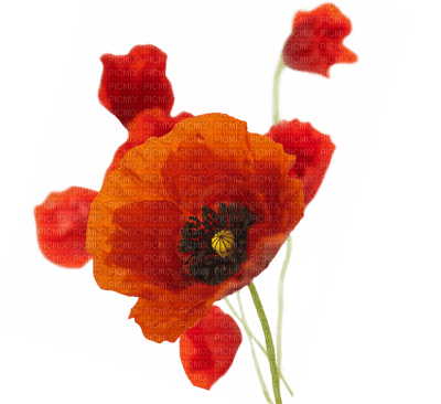 poppy flowers bp - bezmaksas png
