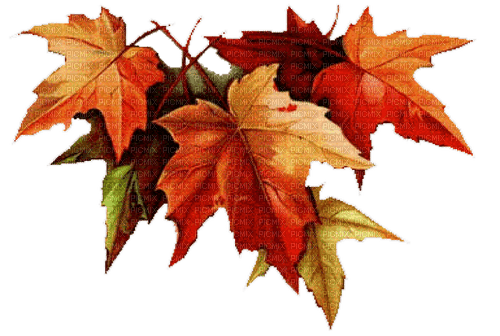 autumn leaves Bb2 - zadarmo png