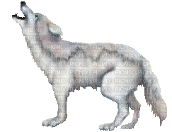 wolf - Nemokamas animacinis gif