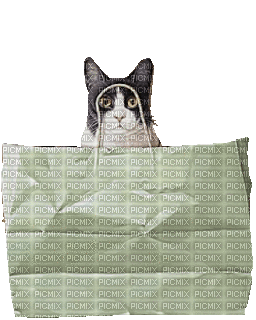 Cats shopping - GIF animado gratis