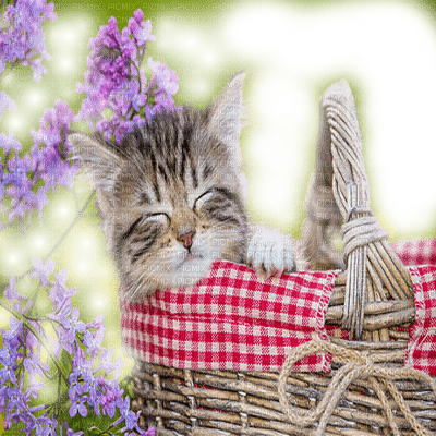 cat in basket with flowers - PNG gratuit