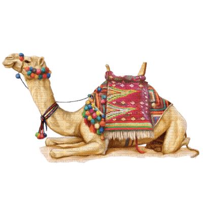 camel bp - PNG gratuit