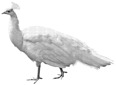 pavo real - zadarmo png