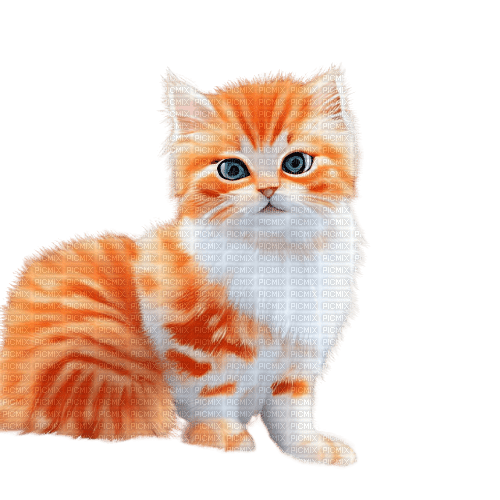 kikkapink kitten animal cute deco winter - PNG gratuit