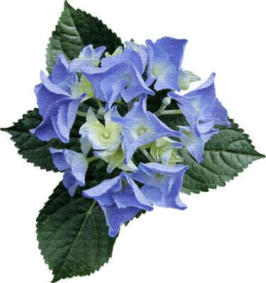 Kaz_Creations  Deco Baby Blue Flowers - PNG gratuit