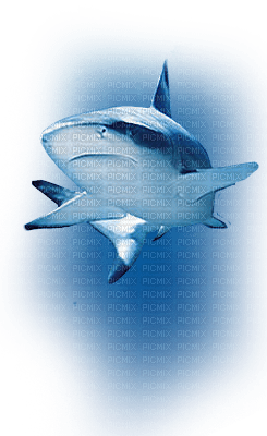 shark requin 🦈🦈 - 免费PNG