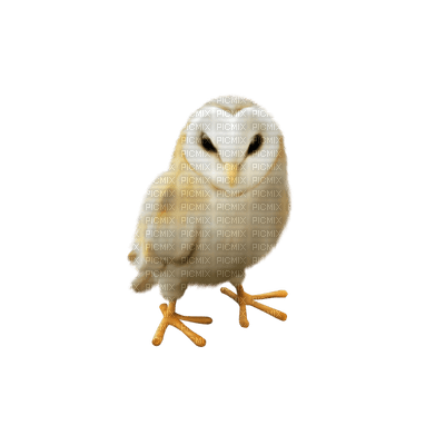 Kaz_Creations Birds Bird Owls Owl - Free PNG