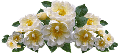 kukka fleur flower ruusu rose - 免费PNG